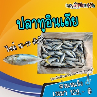 🐟[ตกตัวละ 4.8 บาท] ปลาทูแมวสด ไซด์ 16-17 ตัว/โล  **ค่าส่ง แช่แข็ง 200 บาท ทั่วประเทศ**🐟