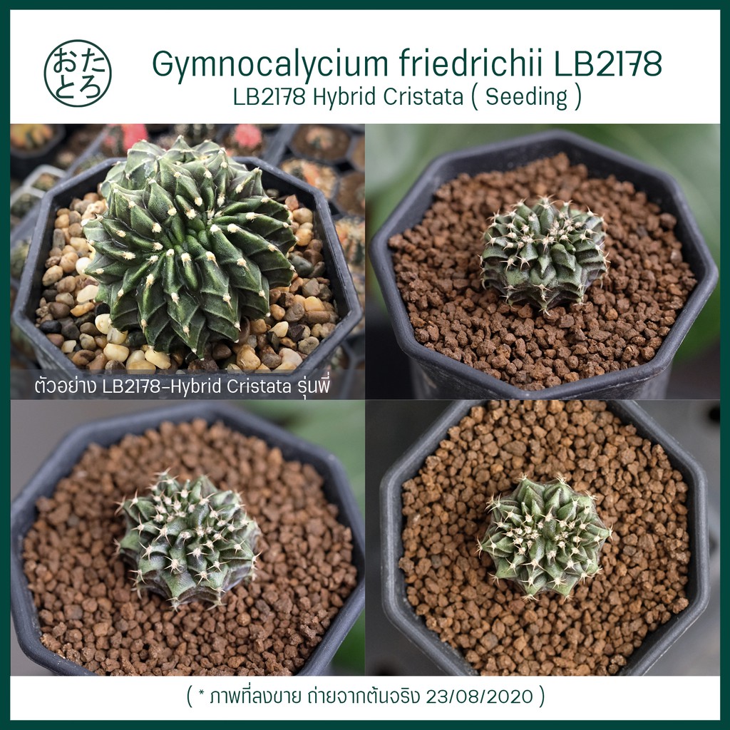 [ ส่งฟรี ] LB2178 คริสฯ ไม้เพาะเมล็ด , Gymnocalycium friedrichii LB2178 Cristata ( Seeding )