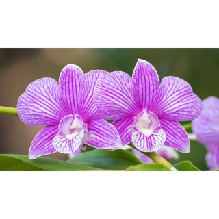 30 เมล็ดพันธุ์ เมล็ดกล้วยไม้ กล้วยไม้สกุลหวาย (Dendrobium) Orchid flower seeds อัตราการงอก 80-85%