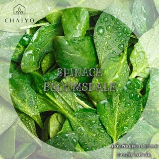 เมล็ด SPINACH-Bloomsdale (Organic) ปวยเล้ง ออร์แกนิค