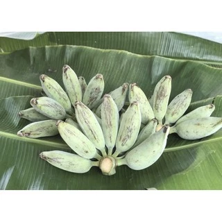 กล้วยหักมุก กล้วยปิ้ง ปลอดสาร เมืองเพชรบุรี ไซด์ M 10-12 ลูก ( ตัดสด ตามออเดอร์ )