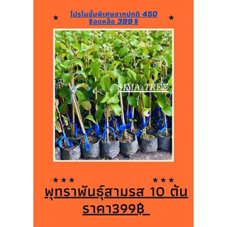 ต้นพุทราพันธุ์สามรส 10 ต้น ขนาด 30-40 cm