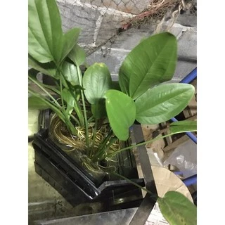 บัวอะเมซอน☘️ 🍄คุ้มสุดๆสำหรับเลี้ยงแมงดา ต้นพันธุ์แข็งแรง