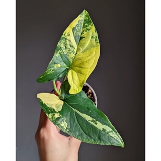 Syngonium Yellow Variegated Aurea (เงินไหลมาด่างเหลือง) ไม้เลื้อย ไม้ประดับ ไม้ตกแต่งบ้าน