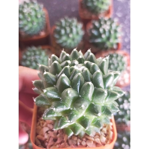 อิรุซามุแคคตัส กระถาง 2 นิ้ว - รูปที่ 2