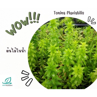 Tonina fluviatilis ใบบก เลี้ยงชื้น กึ่งบกกึ่งน้ำ ต้นไม้น้ำ ต้นไม้ปลูกในตู้ปลา ไม้น้ำในตู้ปลา