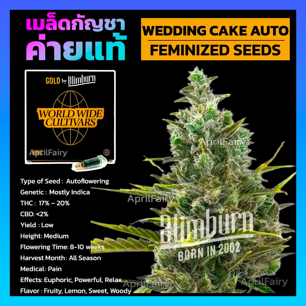 เมล็ดพันธุ์กัญชา นอก Wedding Cake AUTO FEMINIZED ออโต้ เพศเมีย ค่าย Blimburnseeds เมล็ดค่าย แบ่งขาย 