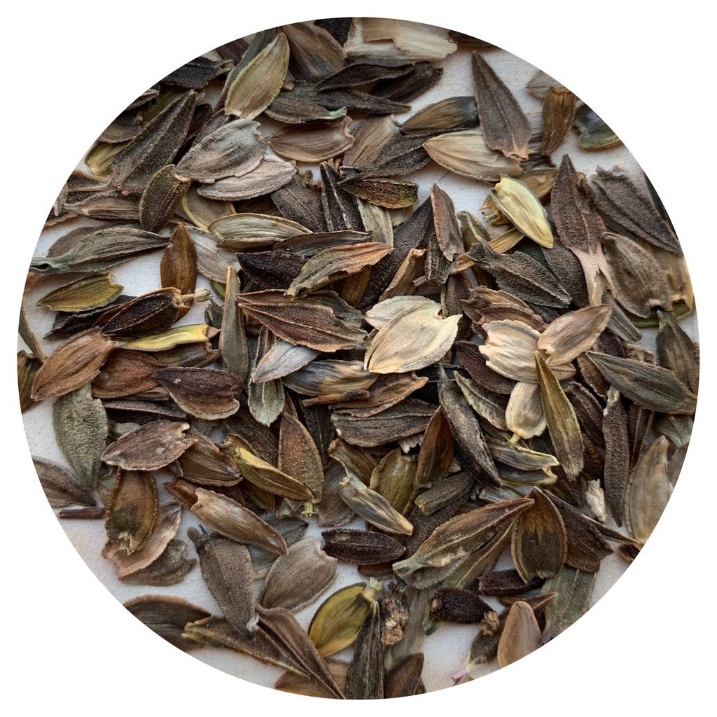 เมล็ดพันธุ์ ดอกบานชื่นคละสี 100 เมล็ด Mixed Zinnia Flower Seed เมล็ดพันธุ์แท้ ดอกบานชื่นซ้อน เมล็ดบานชื่น - รูปที่ 7