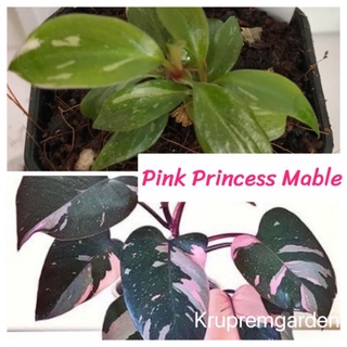 [ส่งฟรี] pink princess marble พิงค์ปรินเซส มาร์เบิ้ล คัดลาย ด่างสวย