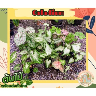 บอนสีลูกไม้ 🍀🪴 (Caladium)