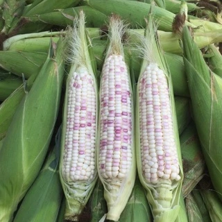 ชุดข้าวโพด 🌽เมล็ดพันธุ์ข้าวโพดทุกสายพันธุ์🌽 2-20 เมล็ด ปลูกง่าย 🚜พันธุ์แท้🚜 ผลผลิตเร็ว ราคาถูก 9บ. [10 แถม1คละได้]