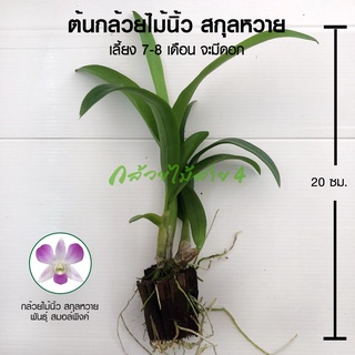 กล้วยไม้นิ้ว สกุลหวาย พันธ์ุ สมอลล์พิงค์ (Dendrobium Small Pink Young Orchid Plants) ขั้นต่ำ 2 ต้นขึ้นไปนะคะ