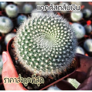 [ถูกที่สุด]แคคตัสตลับเงิน Parodia Haselbergii cactusกระบองเพชร cactus&amp;succulent