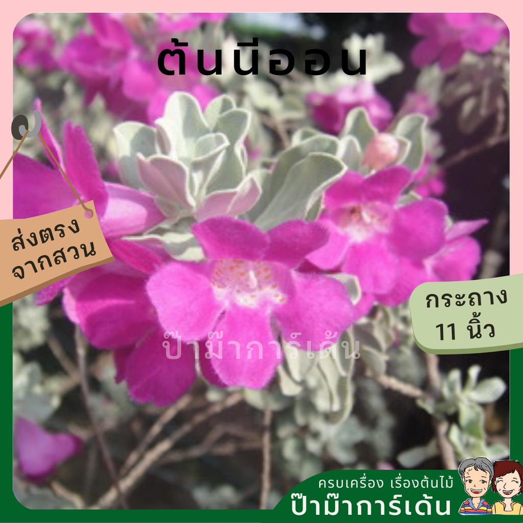 มุมมอง 4