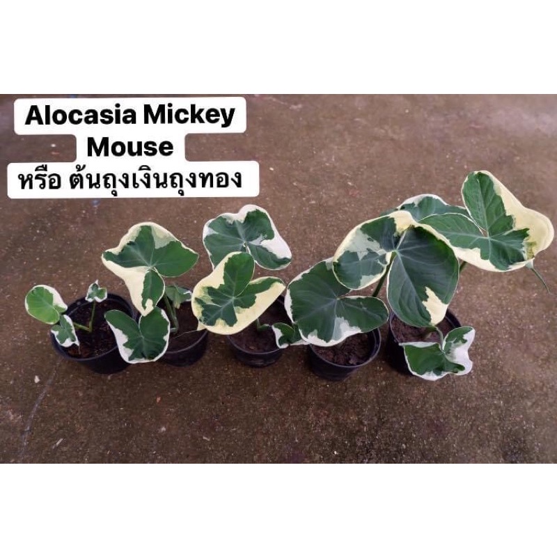 Alocasia Mickey Mouse หรือ 💵ต้นถุงเงินถุงทอง💰