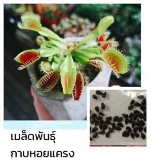 50เมล็ด เมล็ดพันธุ์ กาบหอยแครง พืช​กิน​แมลง ​ กับดักงับแมลง ต้นไม้กินแมลง กาบหอยแครงฟันฉลาม
