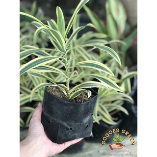 ต้นไม้ฟอกอากาศ ต้นไดเซียน่า Dracaena ซองออฟอินเดีย ต้นเข็มสามสี rainbowtree dragon tree ไม้พุ่มขนาดเล็ก ไม้ประดับ