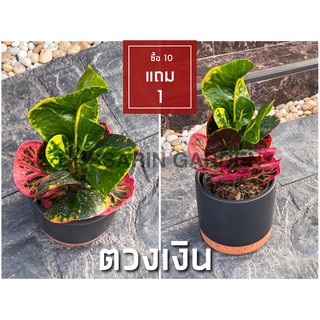 ต้นโกสนพันธุ์ ตวงเงิน ไซส์เล็ก กระถาง 5" สูง 15-20 เซนติเมตร ซื้อ 10 แถม 1  (จัดส่งแบบถอดกระถาง+รับประกันสินค้า)