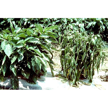 แคปแทน 50 หัววัว ขนาด 1 กก 💥 แคปทาไซด์ แคปแทน แคปทาไซด์ 50 สารป้องกันเชื้อรา ยากันรา พร้อมส่งจ้า - รูปที่ 7