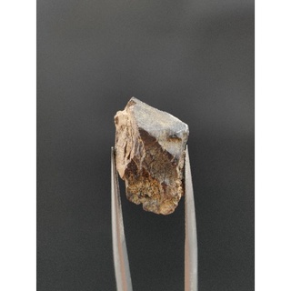 🦋 ฟอสซิล #ฟันผลัดไทรเซอราทอปส์ ( Triceratop Teeth Fossils ) ขนาดเล็ก