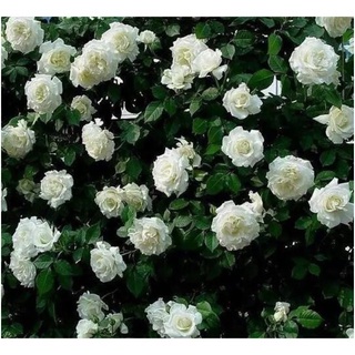 30 เมล็ด ดอกกุหลาบ สีขาว พันธุ์แคระ กุหลาบจิ๋ว Rose Seeds