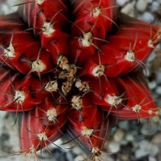 ยิมโนด่างแดงดำเริ่มออกพูแทรกขนาด3-7 cm (จากยอดไม้ถึงปลายรากแก้ว)  Gymnocalycium mihanovichii Gymnocalycium mihanovichii