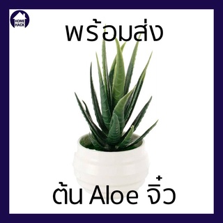 🔥พร้อมส่ง🔥 ต้นไม้ปลอม ต้นไม้แต่งบ้าน ต้นไม้แต่งห้อง อโลเวร่าแคระ Mini Aloe vera ว่านหางจระเข้ ต้นไม้จิ๋ว Homehack