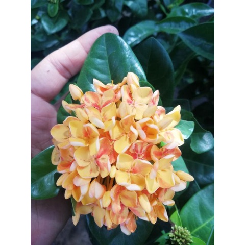 **สินค้าขายดี**ต้นเข็ม​เศรษฐี​หรือเข็มใหญ่ กระถาง​ 6นิ้ว​ สูง40ซม. ราคา​ 50​ บาทค่ะ​