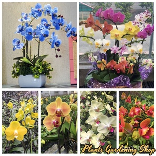 （เมล็ดพันธุ์ ถูก คละ）เมล็ดพันธุ์ ฟาแลนนอปซิส Phalaenopsis Seeds Orchid Mixed flower seeds กล้วยไม้ เมล็ดพันธุ์คุณ 3MH6