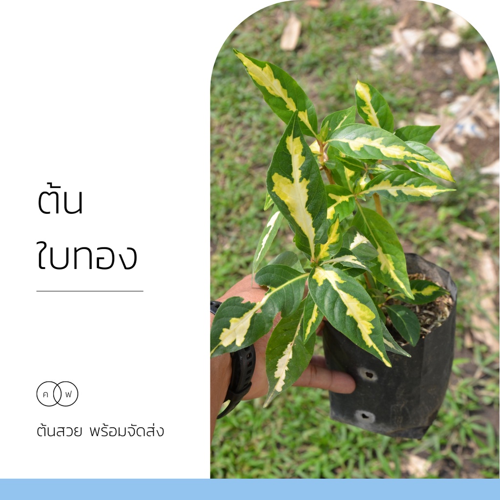 ต้นใบทอง สำหรับปลูก ต้นไม้มงคลเรียกทรัพย์ ราคา ถูกที่สุด ดีลบีเคเค