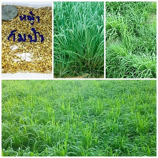 ขายส่ง เมล็ดหญ้ากัมบ้า Andropogon gayanus พืชตระกูลหญ้า หญ้าอาหารสัตว์ หญ้าพันธุ์ วิถีเกษตรพอเพียง เกษตรทฤษฏีใหม่