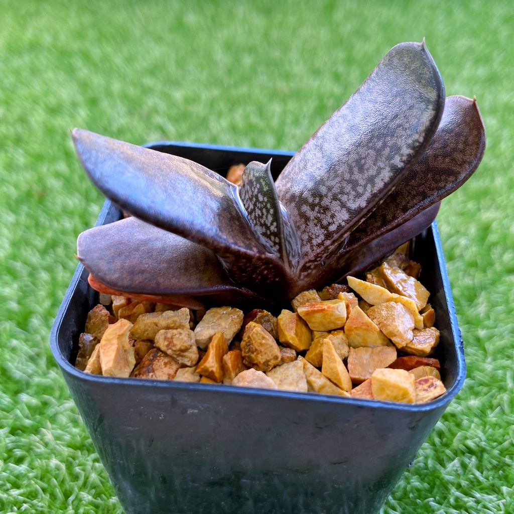 Gasteria No.3 แกสทีเรีย เบอร์3 A091