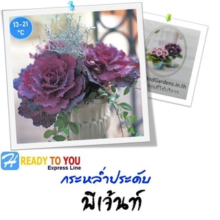 กระหล่ำประดับ (Cabbage ornamental - Kale) ปูเล่  พีเจ้นท์ 25 เมล็ด (จาก Takii &amp; Co. Ltd.)