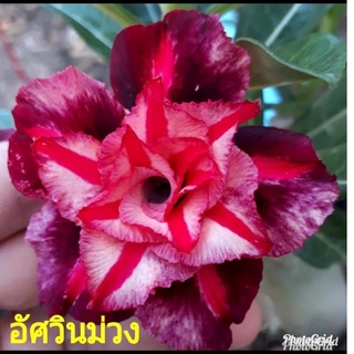 12 เมล็ด เมล็ดพันธุ์ ชวนชม สายพันธุ์ไต้หวัน ดอกสีม่วง Adenium Seeds