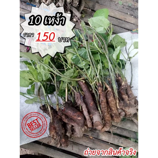 เหง้าผักสาบ เหง้าผักอีนูน ราคาพิเศษ 10 เหง้า 150 บาท !! เหง้าพันธ์พร้อมปลูก