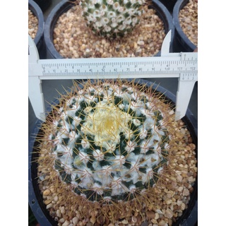 🌵💥 แมมเข็มทอง 💥🌵 ไซส์ใหญ่ Mammillaria nivosa ไม้เมล็ด ขนาด 9-10 ซม. ต้นกระบองเพชร ต้นแคคตัส (แคคตัส กระบองเพชร)