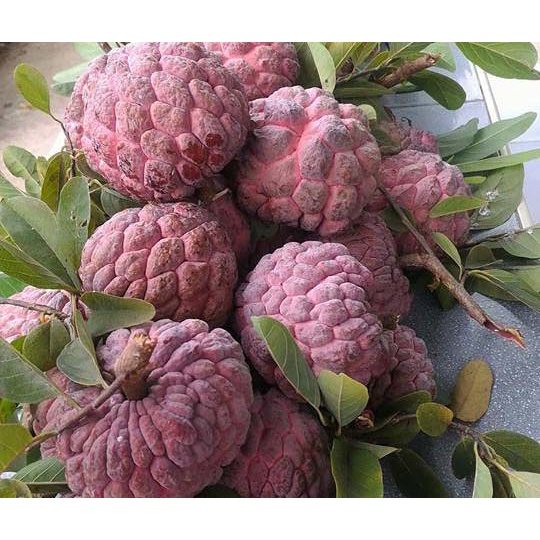 เมล็ดน้อยหน่าครั่ง เมล็ดน้อยหน่าพันธุ์สีม่วง 15 เมล็ด   29 บาท - รูปที่ 5