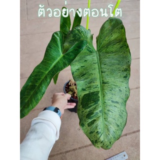 ต้นฟิโลเดนดรอน พาไรโซ (philodendron paraiso verde) ไม้ด่าง ไม้สะสม ไม้เนื่อเยื่อ พร้อมส่งในกระถาง 5.5นิ้วและ 8 นิ้ว