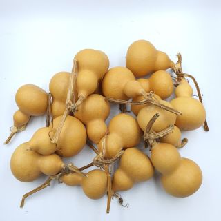 น้ำเต้าจิ๋ว น้ำเต้าเซียนจิ๋ว พร้อมส่ง น้ำเต้า น้ำเต้าดูดทรัพย์