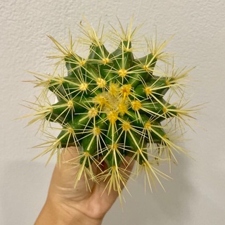 Plants Centerพร้อมส่ง(jinhu)กระบองเพชร แคคตัส  พืชอวบน้ำถังทอง 10 ซม(Echinocactus grusonii) หรือ (เอคิโนแคคตัส กรูซอนอิอ