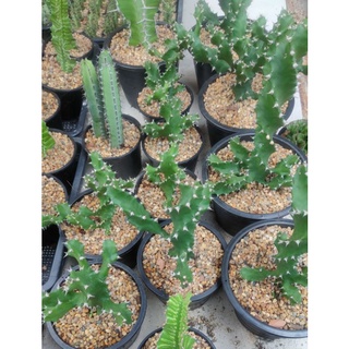 ยูโฟเบียบิดเกลียว Euphorbia Spiral Tortilis🌵🌪️🌵🌪️🌵🌪️