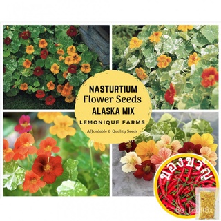 EDIBLE FLOWER SEEDS - NASTURTIUM | Nasturtium Seeds | Impress of India | Jewel Mix Alaska Mix seeds芹菜/帽子/苹果/玫瑰/上衣/裙子/向日葵