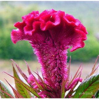 （อัตราการปลูกสูง）200 Pcs/bag Celosia Plumosa Seed สวนเมล็ดหงอนไก่เมล็ดพันธุ์ดอกไม้ Garden Flower Seeds Plants for Sale G