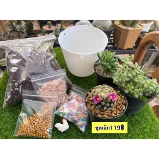 สวนถาด กระบองเพชร แคคตัส cactus garden ชุดจัดสวนถาด อุปกรณ์พร้อมจัดเอง