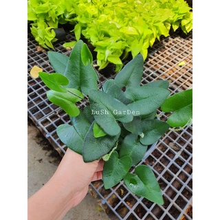 เฟิร์นหัวใจ Heart Fern (Hemiontis arifolia) 💝💖