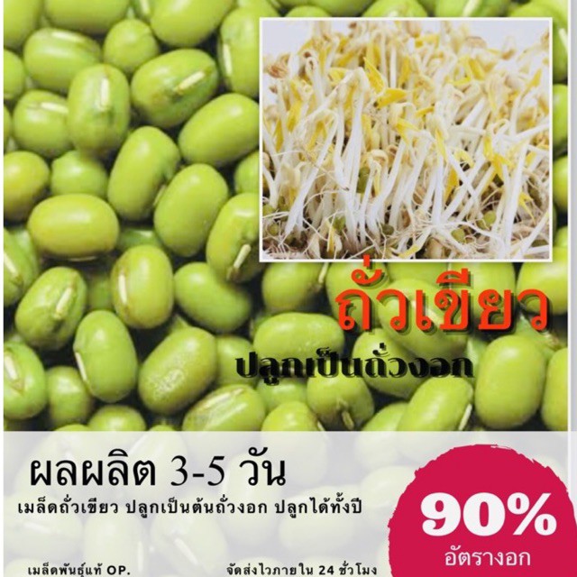 [ทดลองปลูก] เมล็ดถั่วเขียว ปลูกเป็นถั่วงอก (ถั่วเขียว) ✅ราคาถูก🪴ปลูกง่าย ปลูกไว้ทานกินเอง🔥ซื้อ10แถม1 คละได้🔥