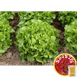 Lettuce White Dunsel (0.5gm, ≈50sds)Du โรงแรมในผักกาดหอม Selada Vegetable Seeds Wellgrow Seeds母婴/园艺/玫瑰/裙子/花园/木瓜/文胸/男装/儿童