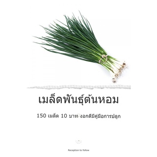 🌱เมล็ดพันธุ์ผัก ต้นหอม พันธุ์พื้นบ้าน 150+ เมล็ด 10 บาท 📌งอกดีมีคู่มือการปลูก / ผักสวนครัว ผักออแกนิกส์ ต้นหอม หอมแบ่ง