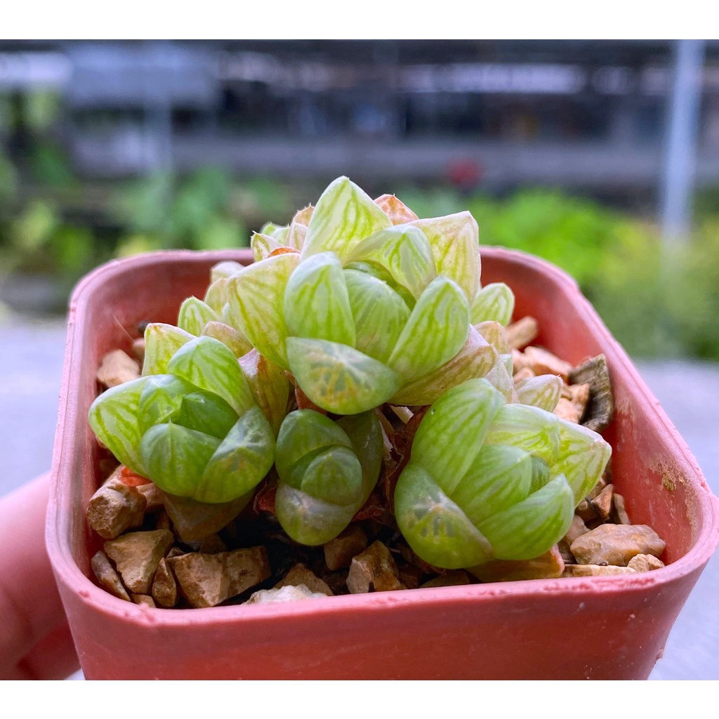 H.Cymbiformis var.obtusa A027(ซิม)