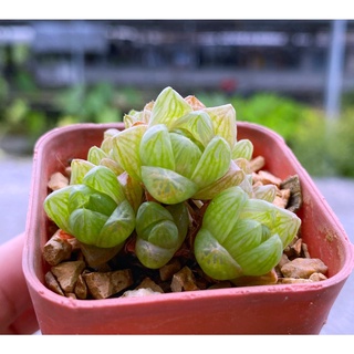 H.Cymbiformis var.obtusa A027(ซิม)